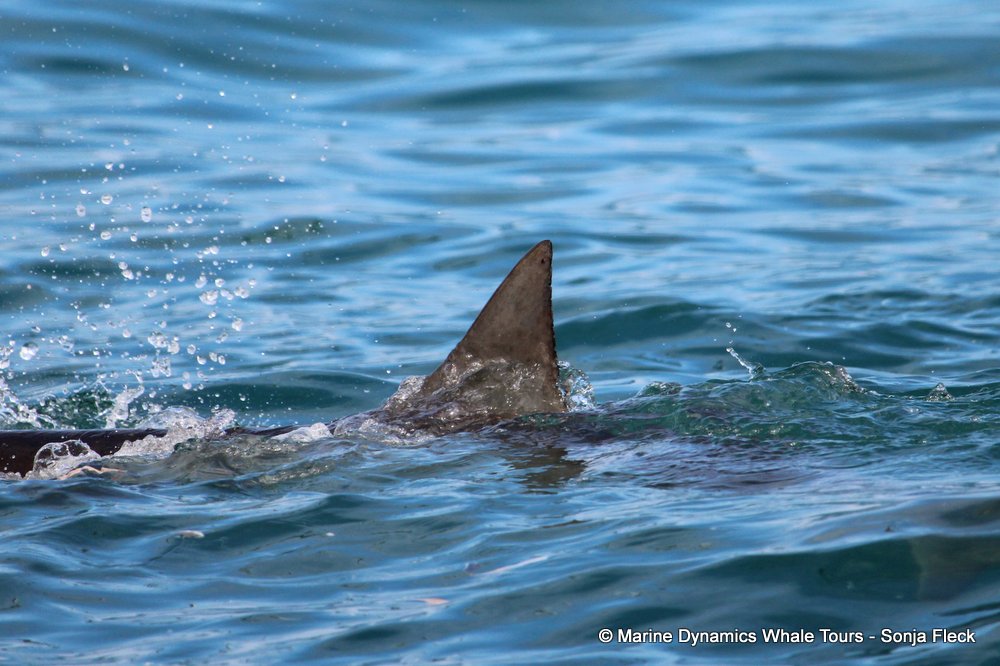 bronze whaler shark, whale watching, gansbaai, south africa,