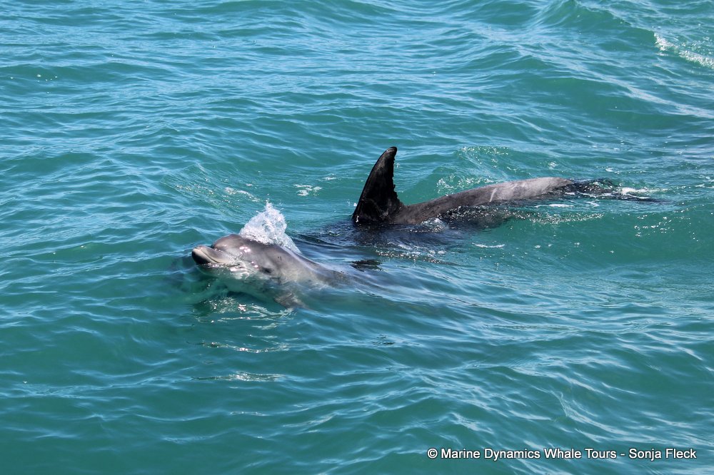 bottlenose dolphin Whale watching, South Africa, Gansbaai,