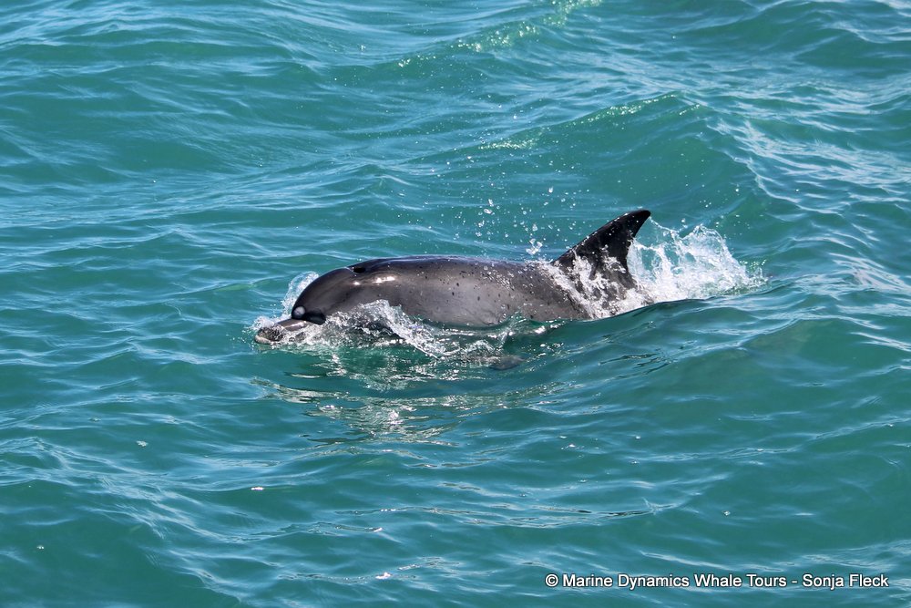 bottlenose dolphin Whale watching, South Africa, Gansbaai,