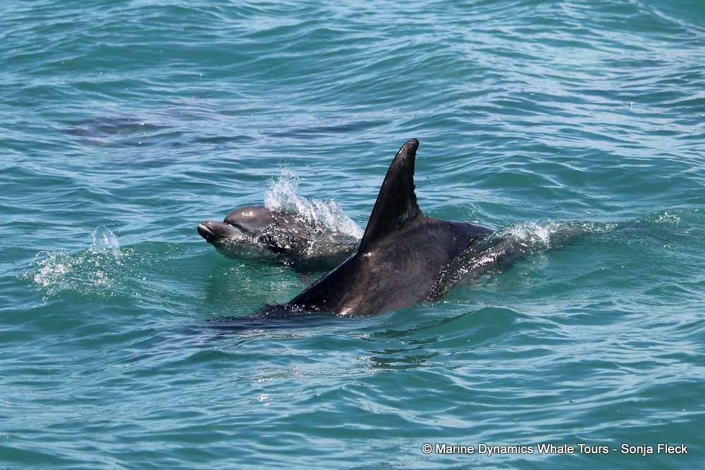 bottlenose dolphin Whale watching, South Africa, Gansbaai,