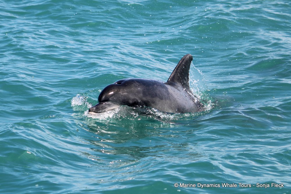 bottlenose dolphin Whale watching, South Africa, Gansbaai,