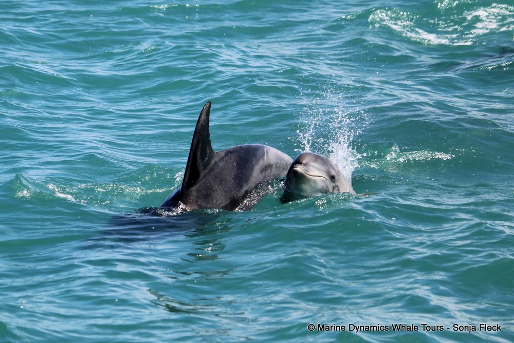 bottlenose dolphin Whale watching, South Africa, Gansbaai,