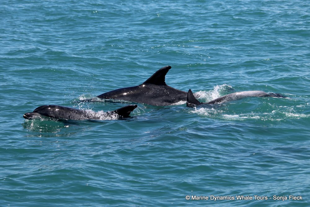 bottlenose dolphin Whale watching, South Africa, Gansbaai,