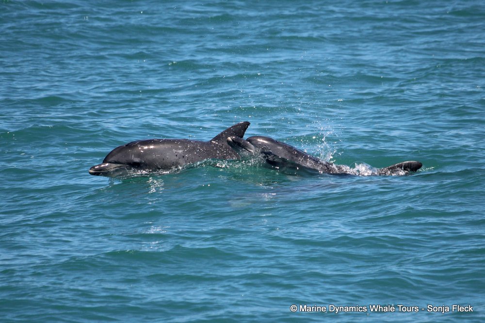 bottlenose dolphin Whale watching, South Africa, Gansbaai,