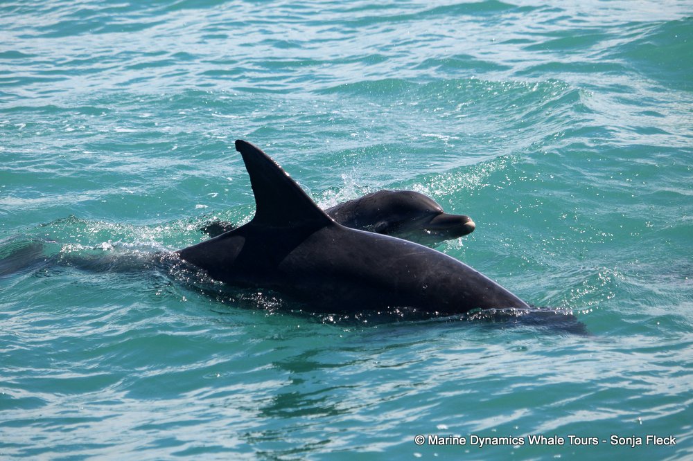 bottlenose dolphin Whale watching, South Africa, Gansbaai,
