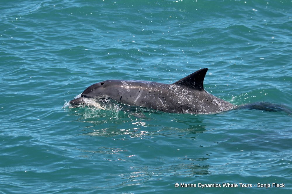 bottlenose dolphin Whale watching, South Africa, Gansbaai,