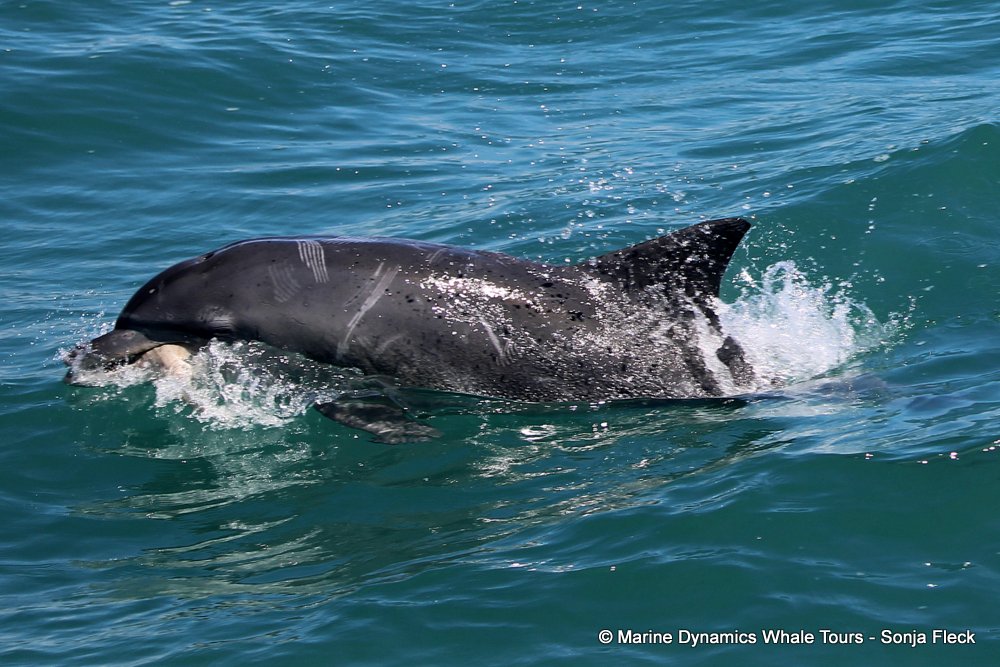 bottlenose dolphin Whale watching, South Africa, Gansbaai,