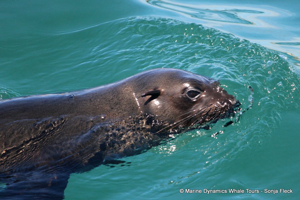 cape fur seal, whale watching, gansbaai, south africa