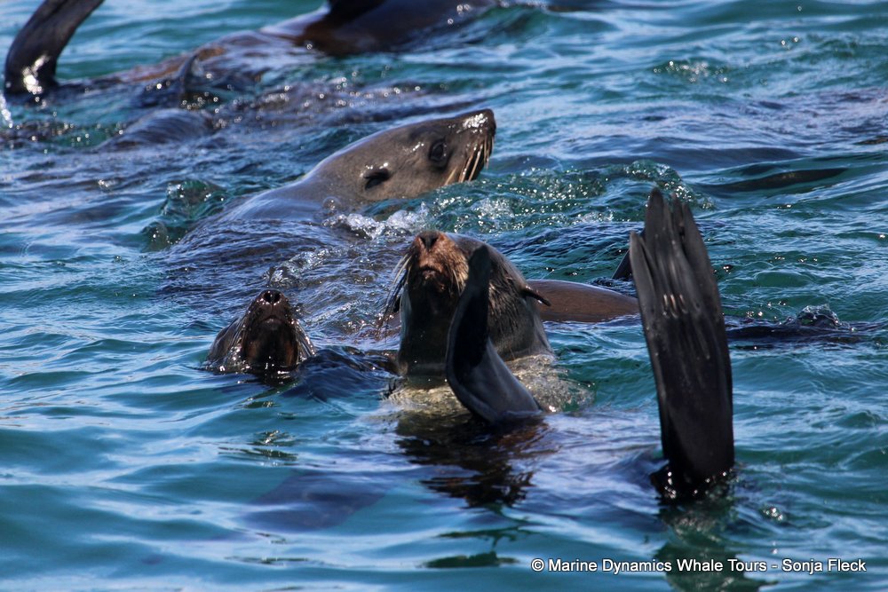 cape fur seal, whale watching, gansbaai, south africa
