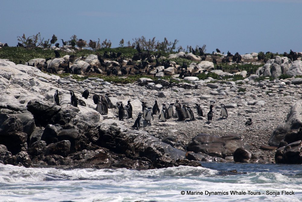 african penguin, whale watching, gansbaai, south africa