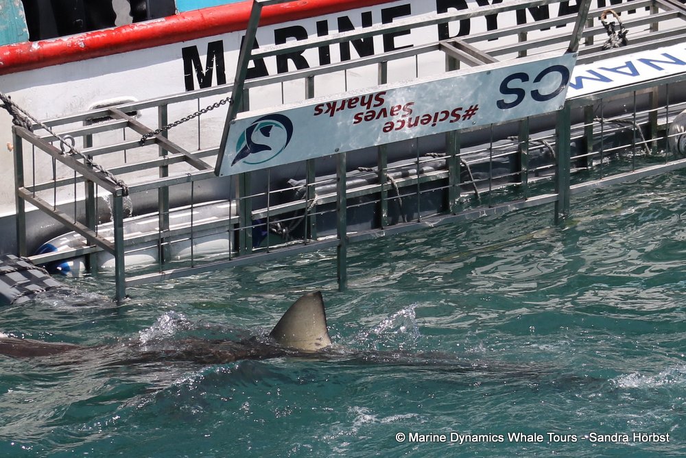 shark, whale watching, gansbaai, south africa,