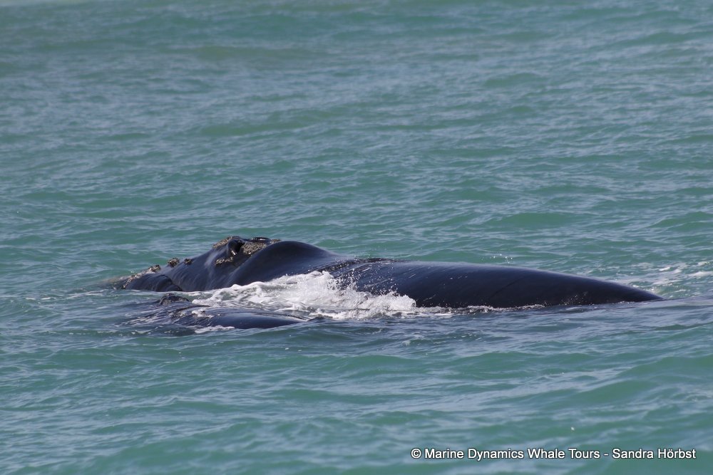 Southern right whale, whale watching, gansbaai, south africa,