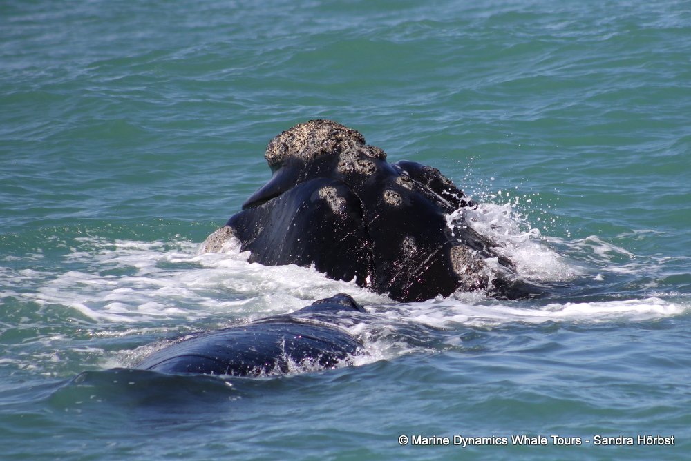 Southern right whale, whale watching, gansbaai, south africa,