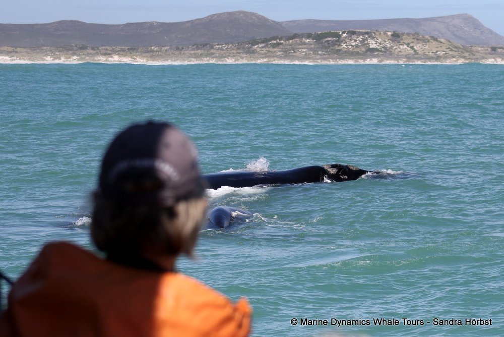 Southern right whale, whale watching, gansbaai, south africa,