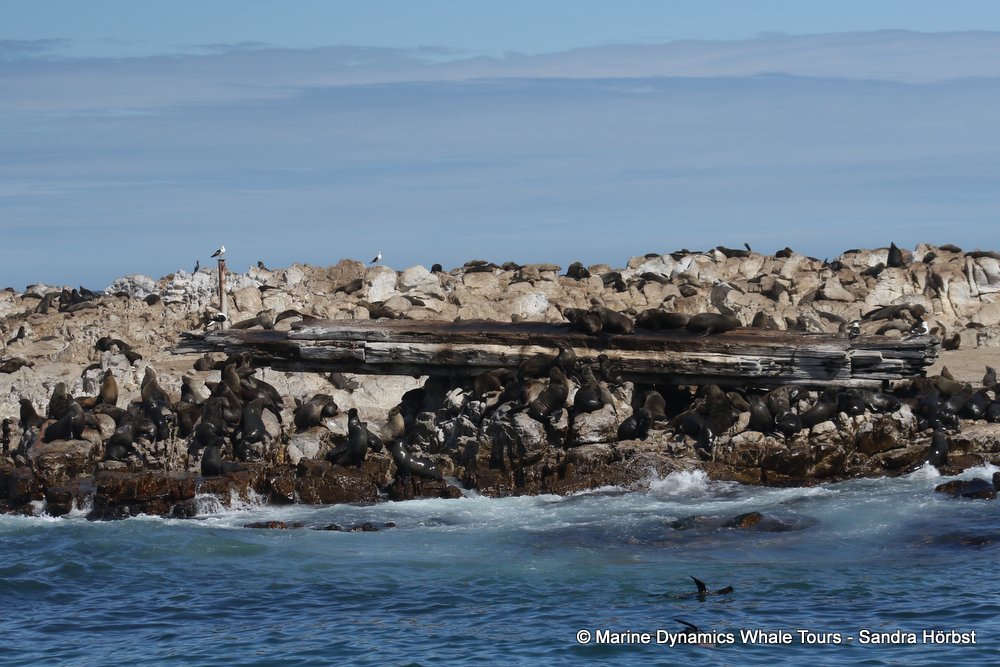 cape fur seal, whale watching, gansbaai, south africa