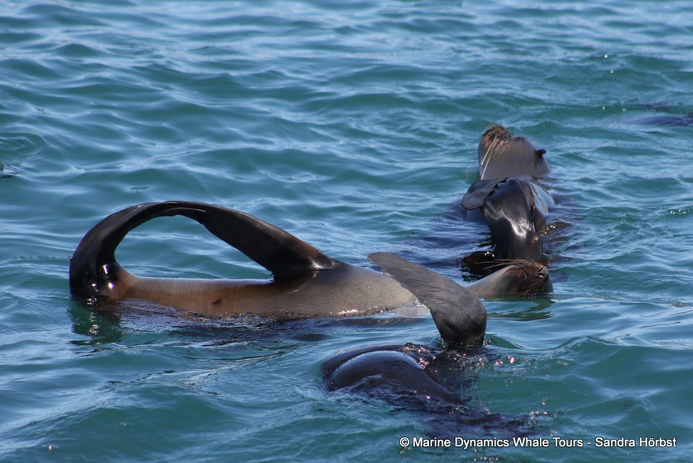 cape fur seal, whale watching, gansbaai, south africa
