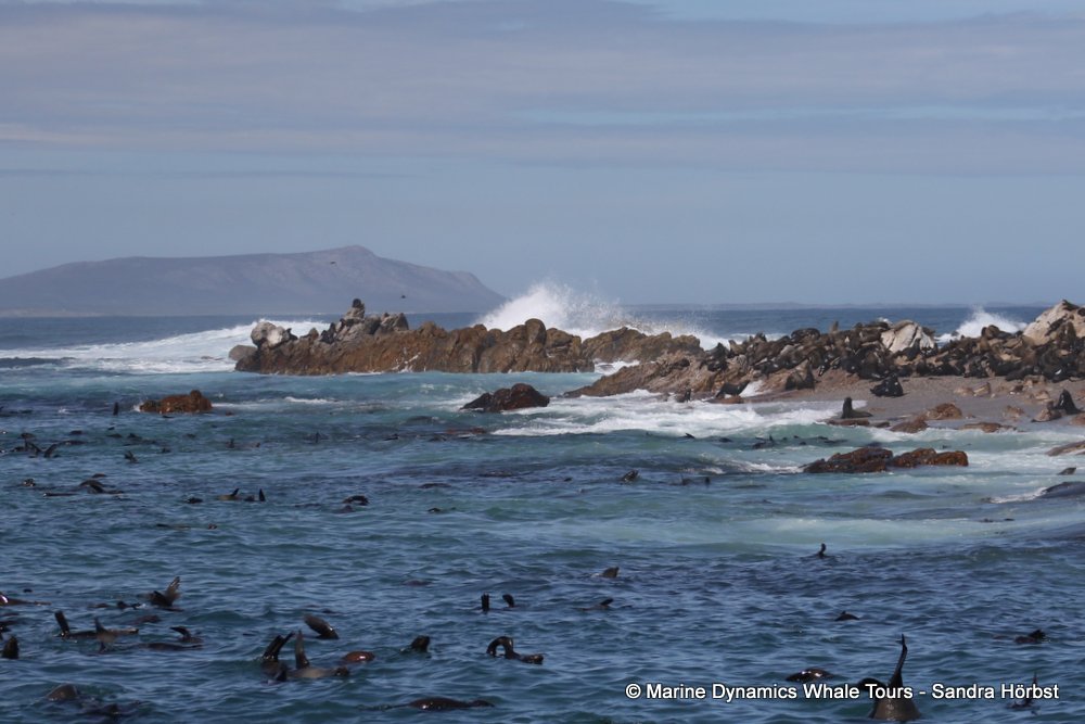 cape fur seal, whale watching, gansbaai, south africa