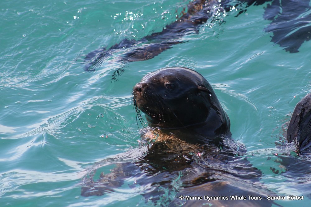 cape fur seal, whale watching, gansbaai, south africa