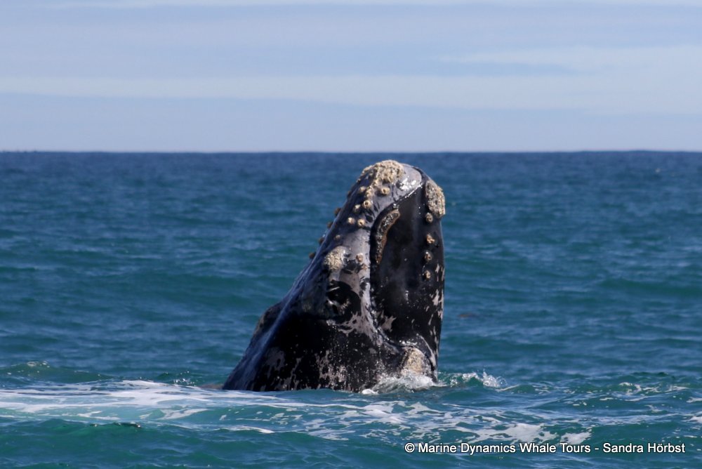 Southern right whale, whale watching, gansbaai, south africa,