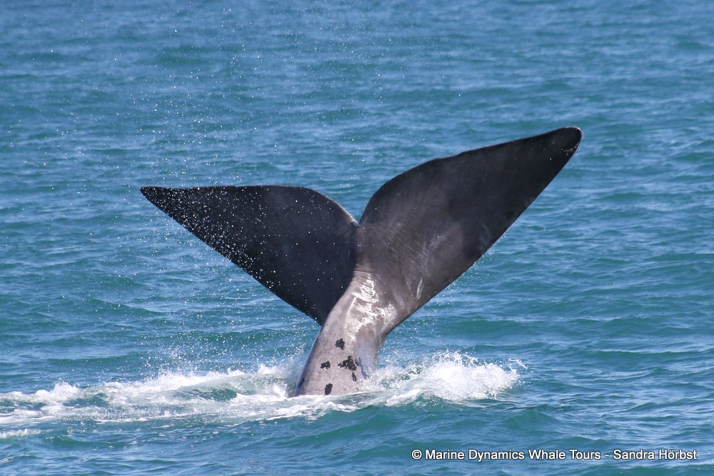 Southern right whale, whale watching, gansbaai, south africa,