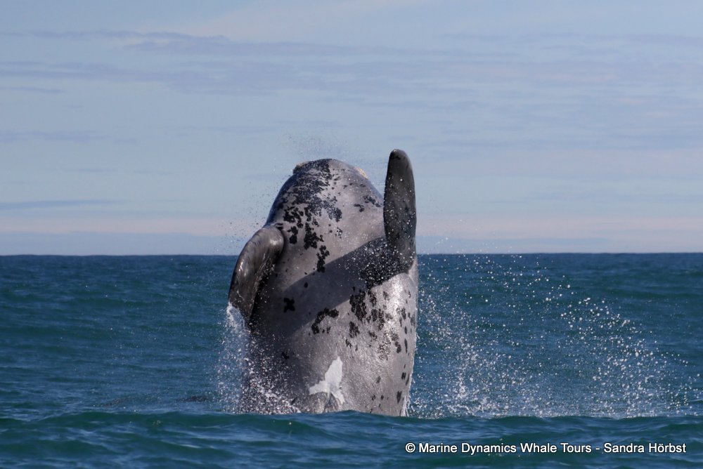 Southern right whale, whale watching, gansbaai, south africa,