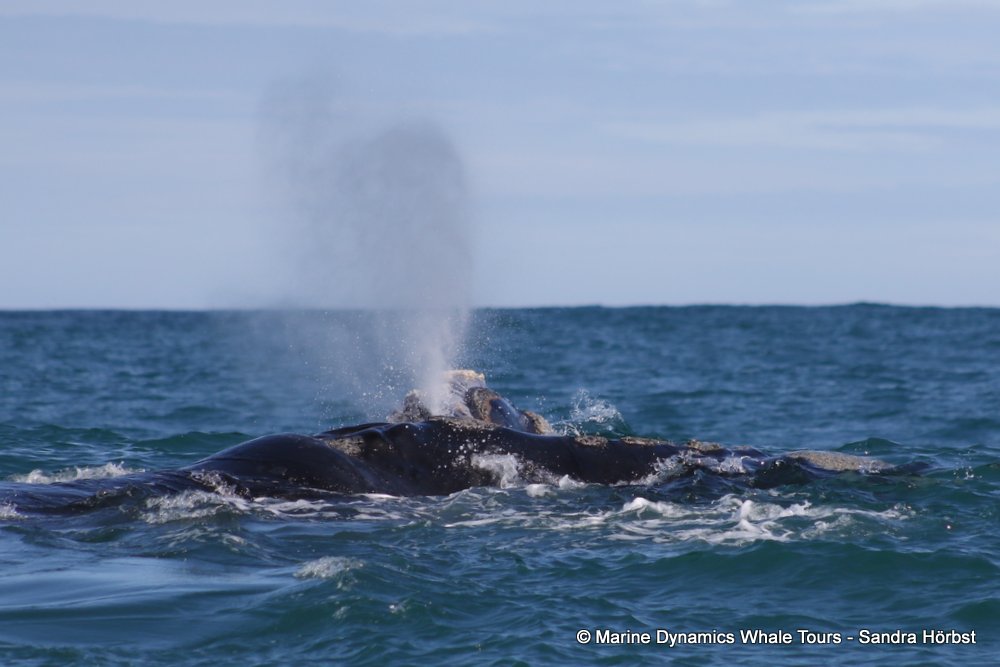Southern right whale, whale watching, gansbaai, south africa,
