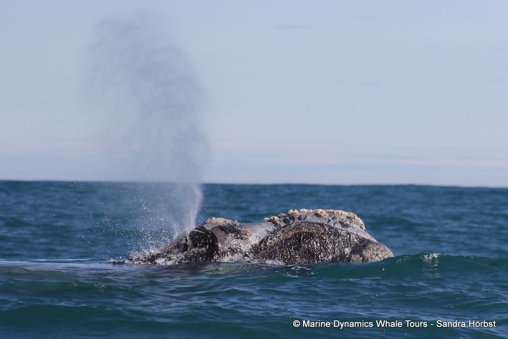 cape fur seal, whale watching, gansbaai, south africa