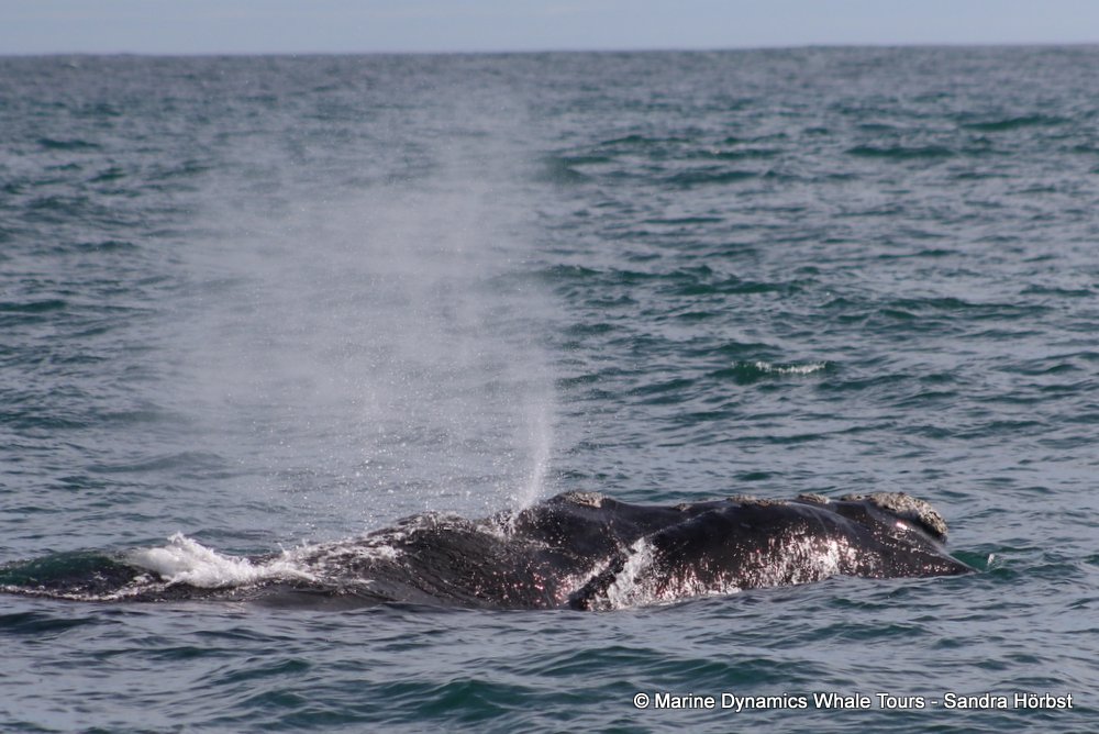 Southern right whale, whale watching, gansbaai, south africa,