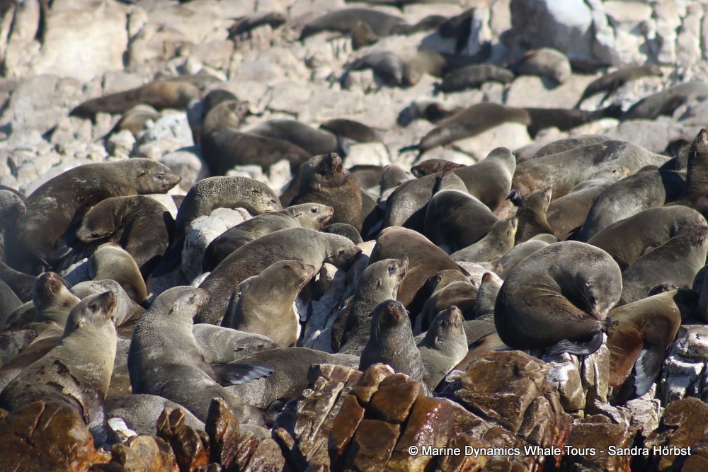 cape fur seal, whale watching, gansbaai, south africa