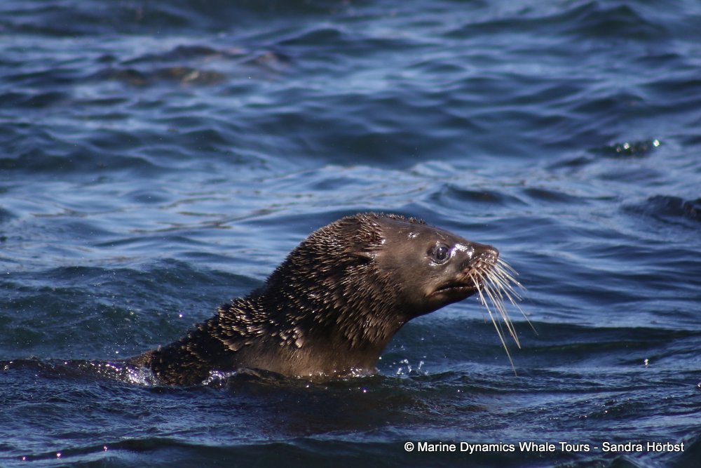 cape fur seal, whale watching, gansbaai, south africa
