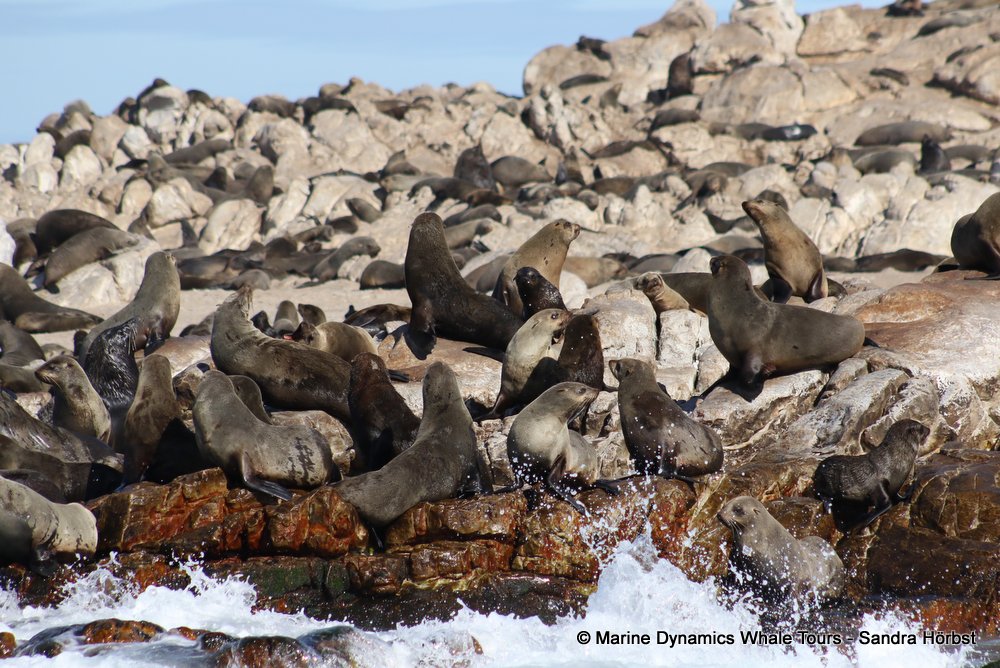 cape fur seal, whale watching, gansbaai, south africa