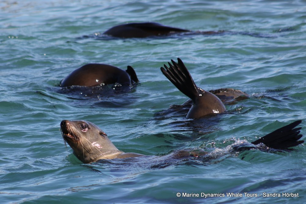 cape fur seal, whale watching, gansbaai, south africa