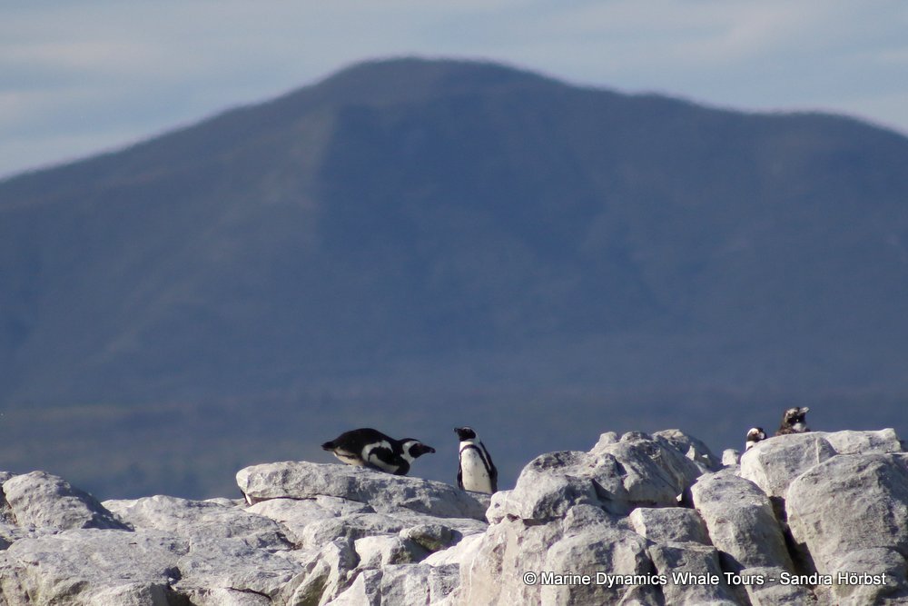 penguins, whale watching, gansbaai, south africa,