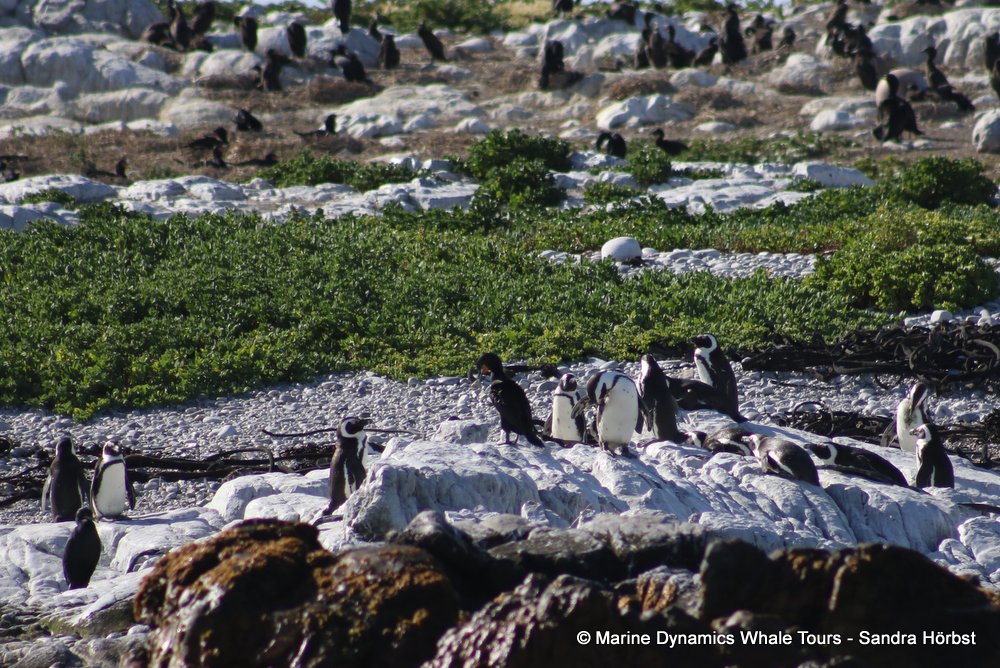 penguins, whale watching, gansbaai, south africa,