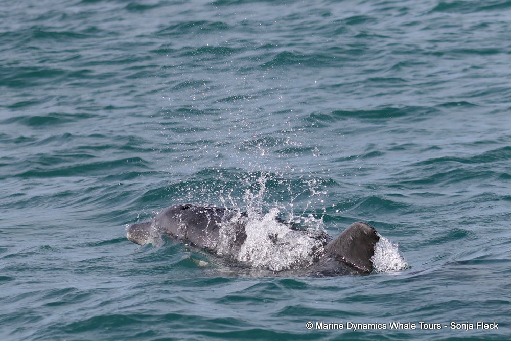 bottlenose dolphin Whale watching, South Africa, Gansbaai,
