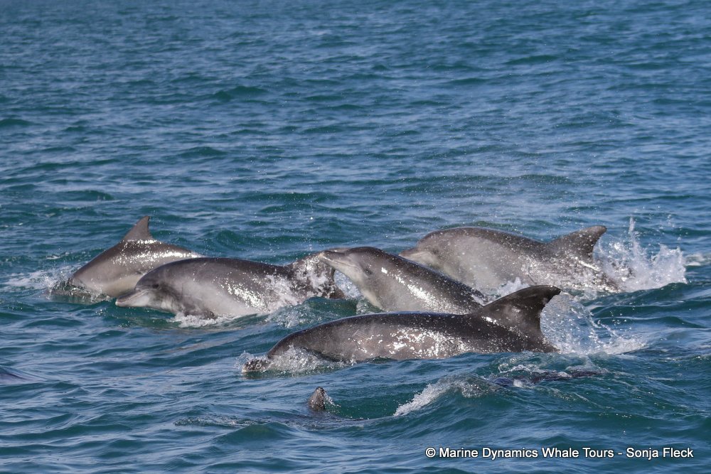 bottlenose dolphin Whale watching, South Africa, Gansbaai,