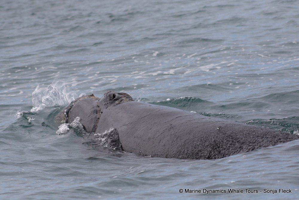 Southern right whale, whale watching, gansbaai, south africa,