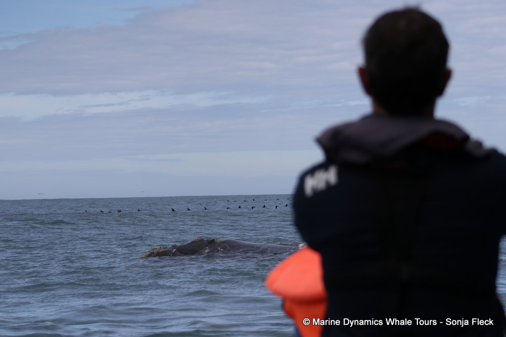 Southern right whale, whale watching, gansbaai, south africa,