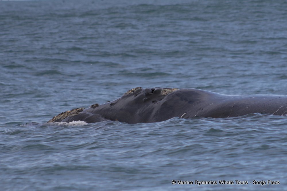 Southern right whale, whale watching, gansbaai, south africa,