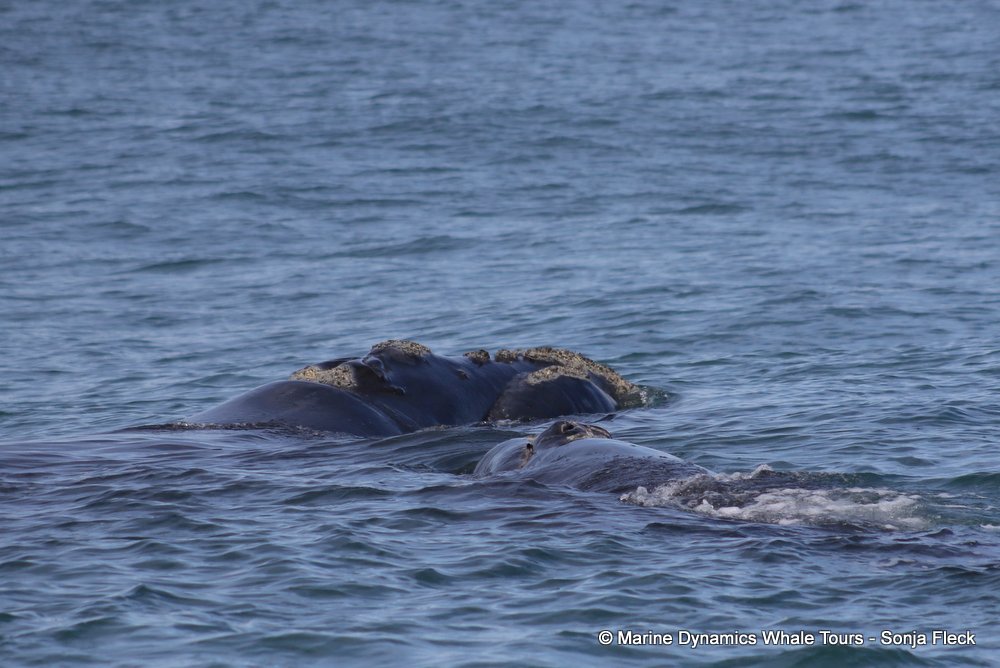 Southern right whale, whale watching, gansbaai, south africa,