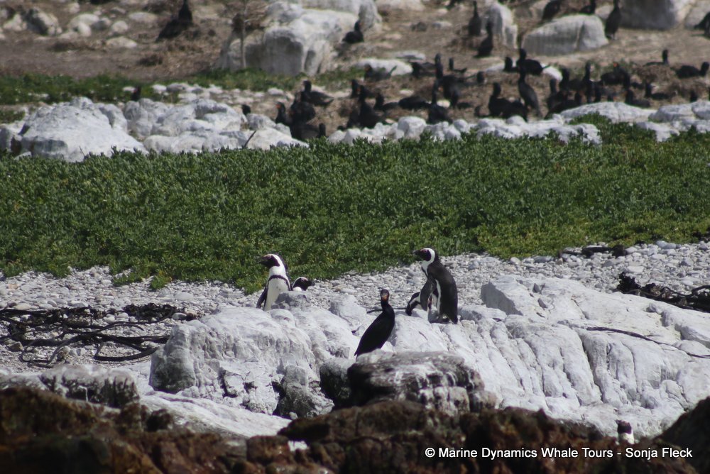penguins, whale watching, gansbaai, south africa,