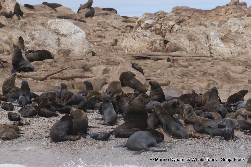 cape fur seal, whale watching, gansbaai, south africa