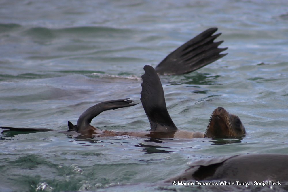 cape fur seal, whale watching, gansbaai, south africa