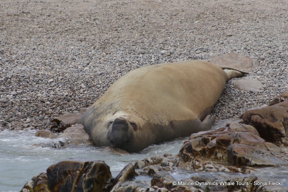 elephant seal, whale watching, gansbaai, south africa