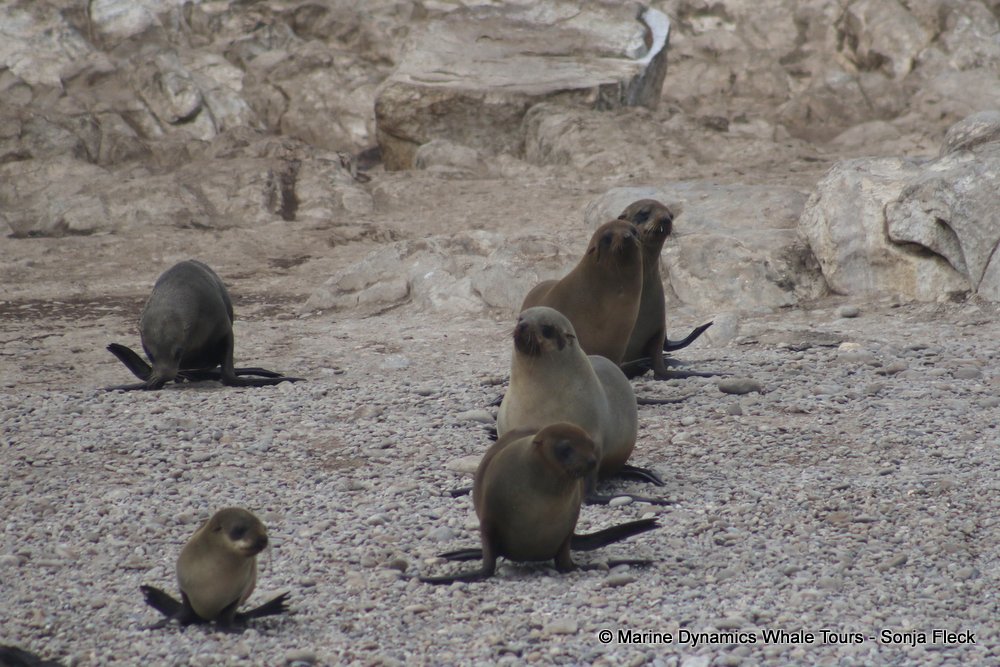 cape fur seal, whale watching, gansbaai, south africa