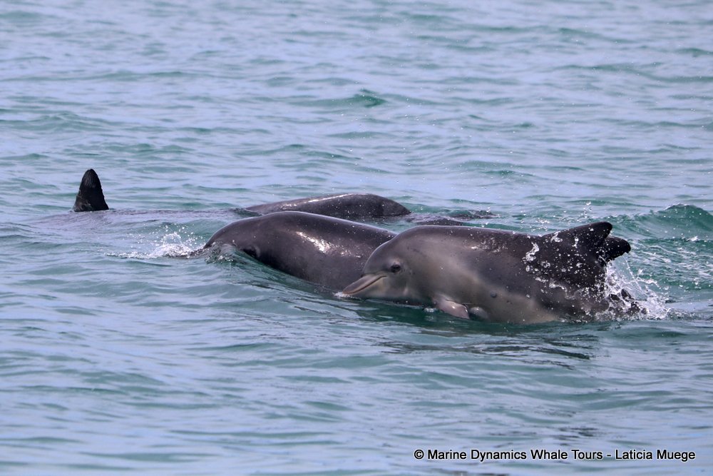 bottlenose dolphin Whale watching, South Africa, Gansbaai,