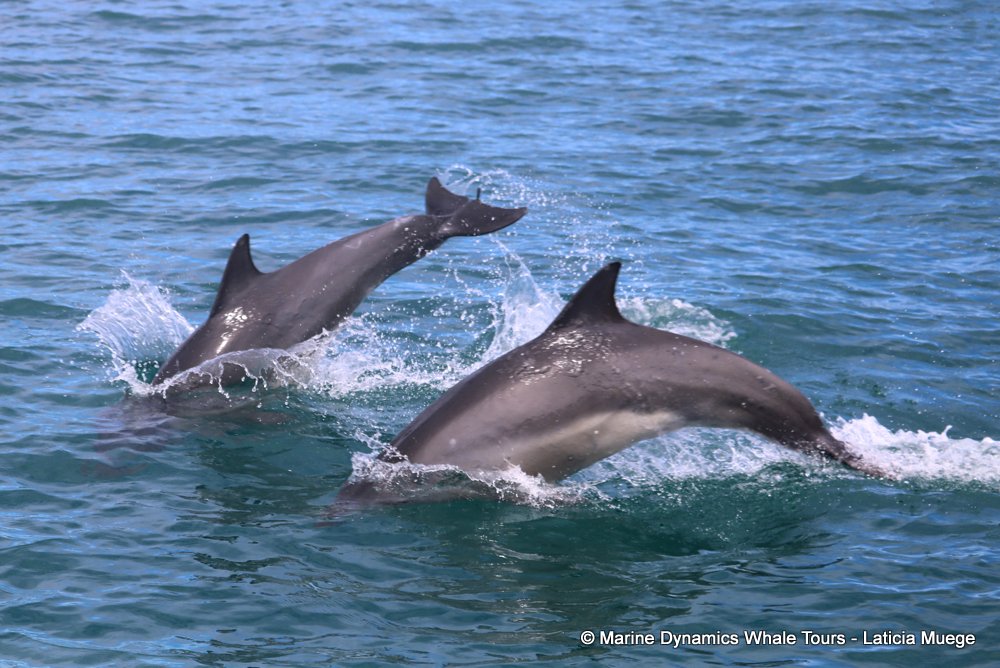 bottlenose dolphin Whale watching, South Africa, Gansbaai,