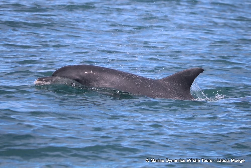 bottlenose dolphin Whale watching, South Africa, Gansbaai,