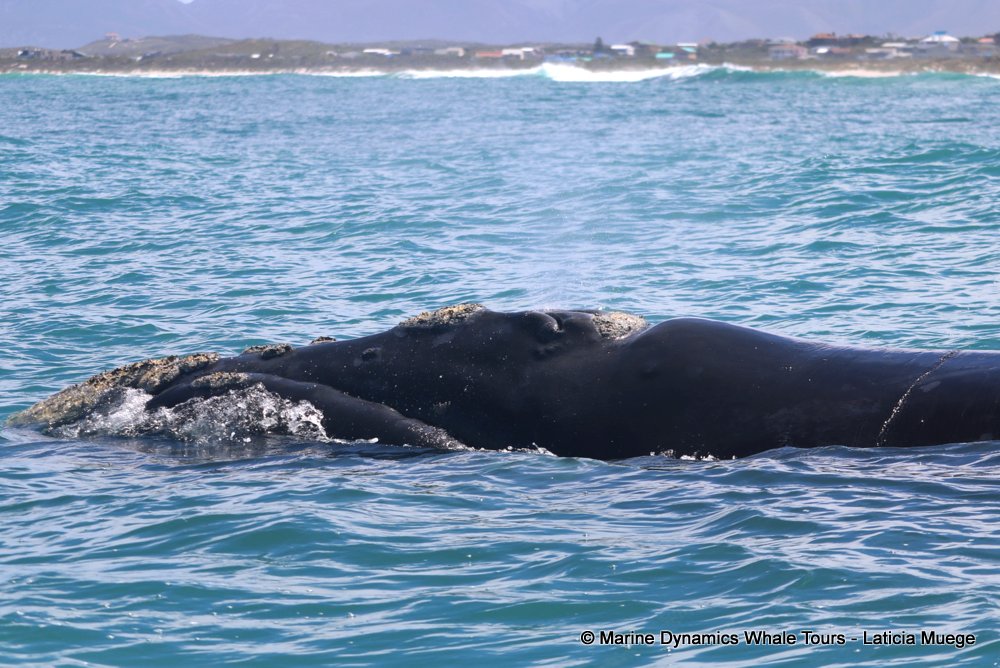 Southern right whale, whale watching, gansbaai, south africa,