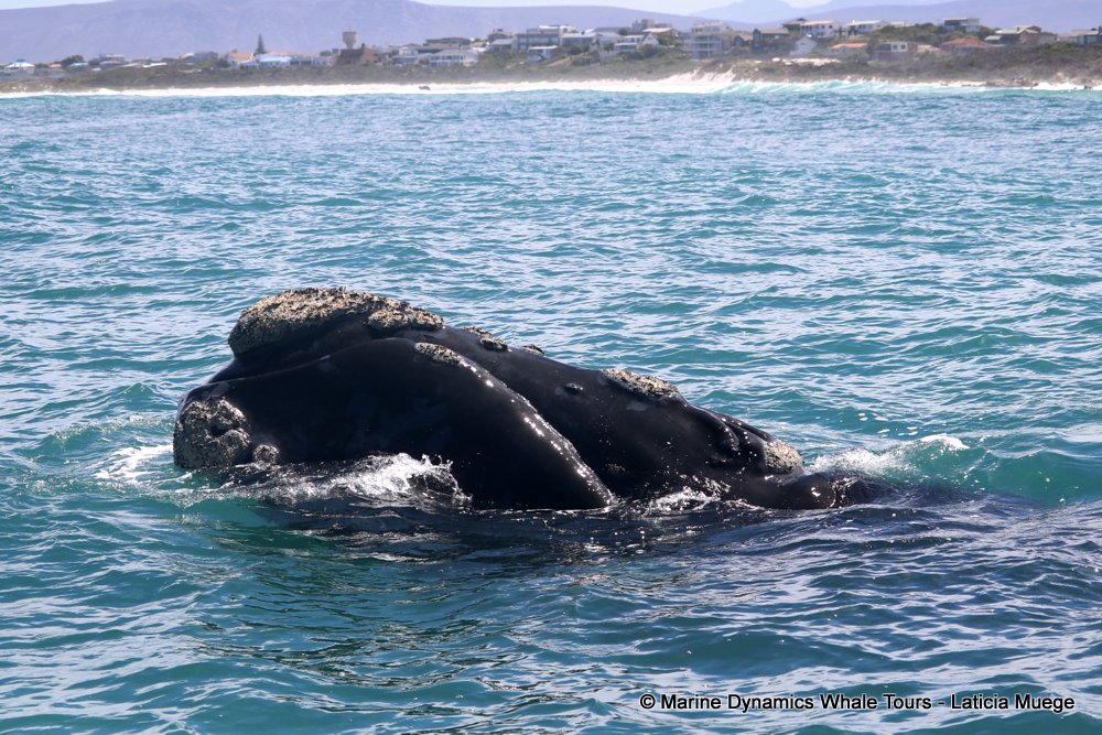 Southern right whale, whale watching, gansbaai, south africa,